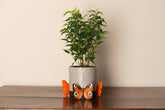 Potty Feet - Peacock Butterfly Planter Accessories Foxyavenue UK